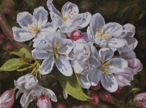 kwiaty jabłoni, apple blossoms, oil, canvas 80x60cm